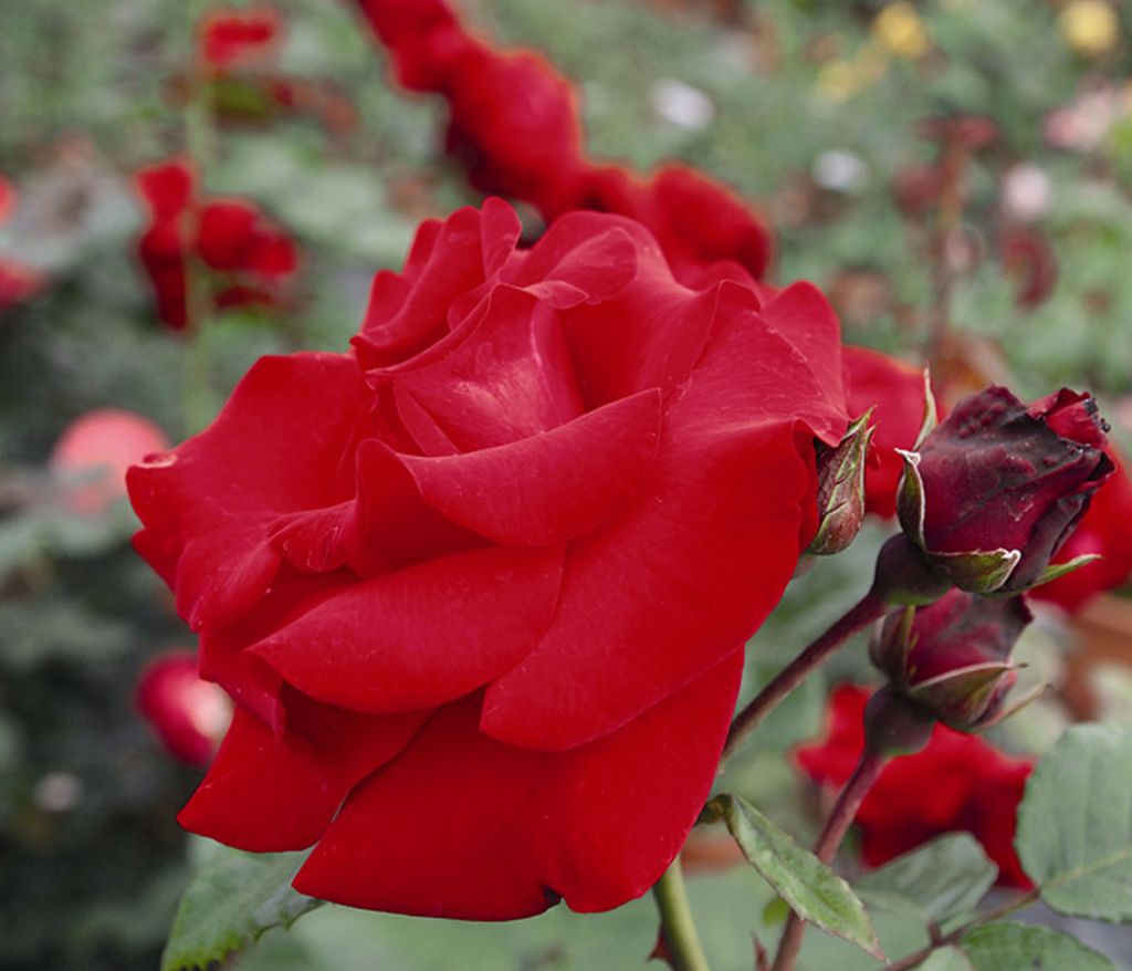 Dehner Rose Kletterrose Santana , Züchter Tantau, rote Blüten, gefüllt und duftend, 10-30 cm, wurzelnackte Ware