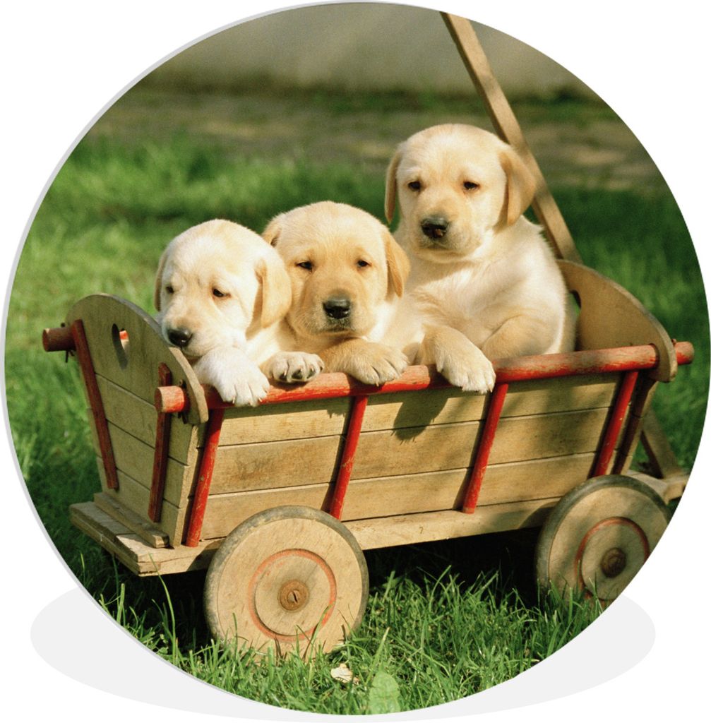 MuchoWow Rundes Wandbild - Runde Bilder Drei entzückende Golden Retriever Welpen in einem Wagen Ø 60 cm Kreis Wanddekoration Kunststoff - Wandk...