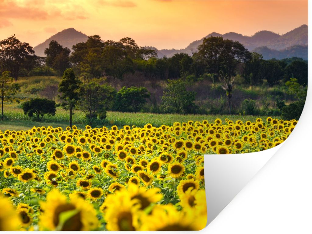 MuchoWow Wandtattoo Wandsticker Wandaufkleber Sonnenblume - Natur - Berg 160x120 cm Selbstklebend und Repositionierbar - Selbstklebend - Fototapeten