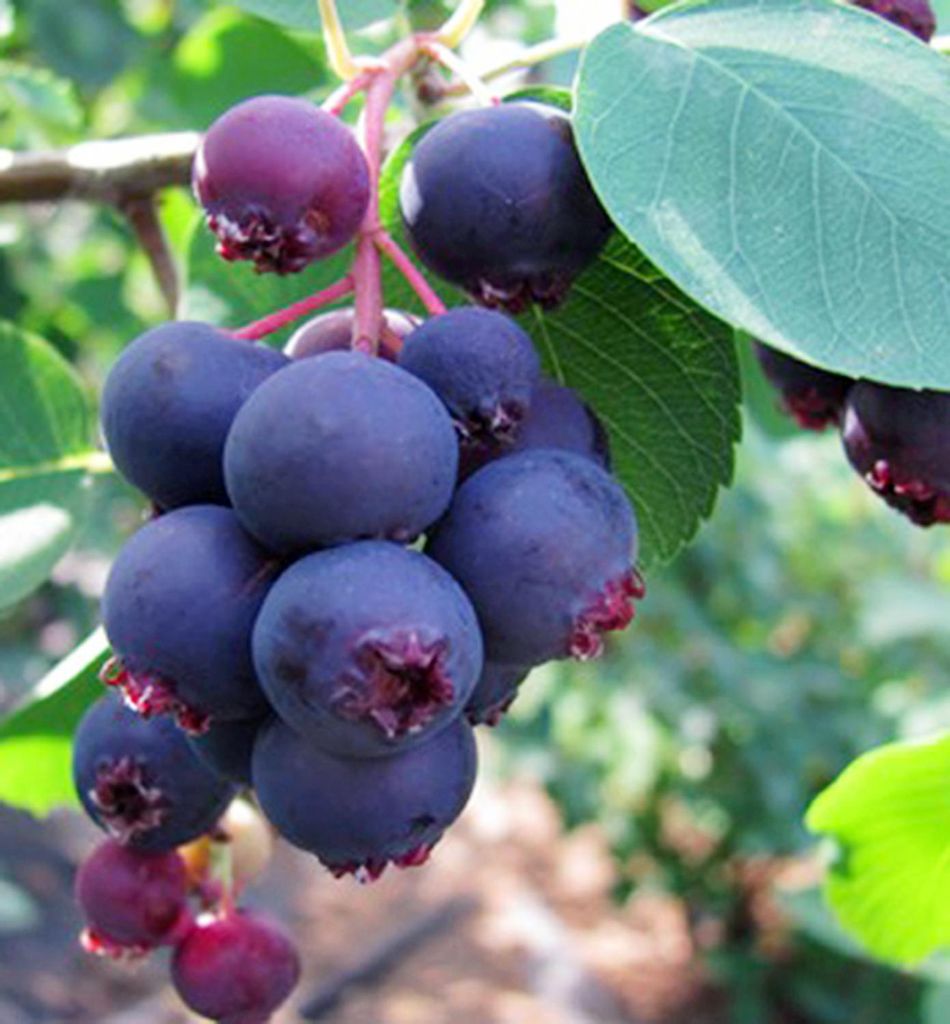 Erlenblättrige Felsenbirne ´SMOKY´ (Amelanchier) 30-40 cm, Produktbild 
