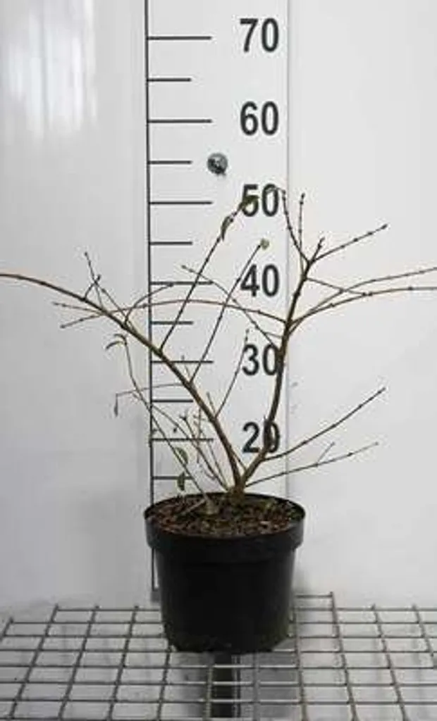 Ligustrum Troène Massif 25-30 cm : l'arbuste idéal pour sols difficiles