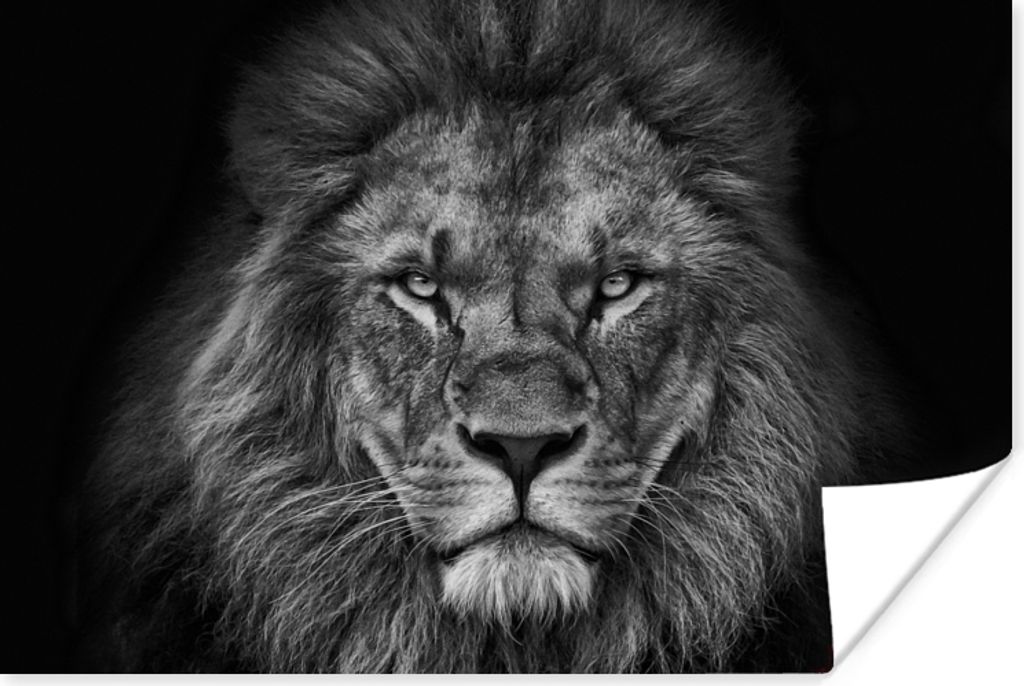MuchoWow Poster Löwe - Tiere - Schwarz - Weiß 60x40 cm - Schlafzimmerdekoration