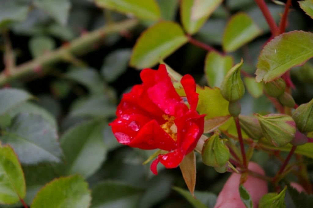 Rosa Sommerabend - Bodendeckerrose - Kordes-Rose - ADR-Rose -