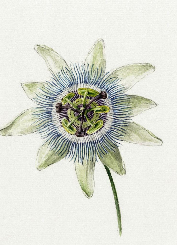 Plakat 13x18cm Passionsblume, Jean Bernard Vintage für das Wohnzimmer