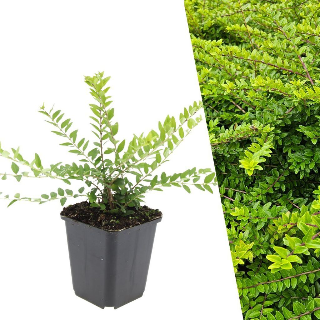 Plants by Frank | 60 Heckenkirsche Pflanzen | Lonicera Produktbild 
