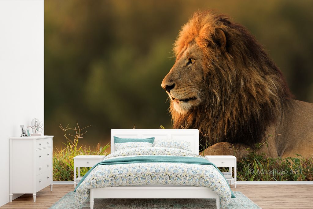 MuchoWow Fototapete für Wohnzimmer oder Schlafzimmer Wandtapete Vinyl Motivtapete Sonnenaufgang - Löwe - Gras - 525x350 cm - Das Hintergrundbild