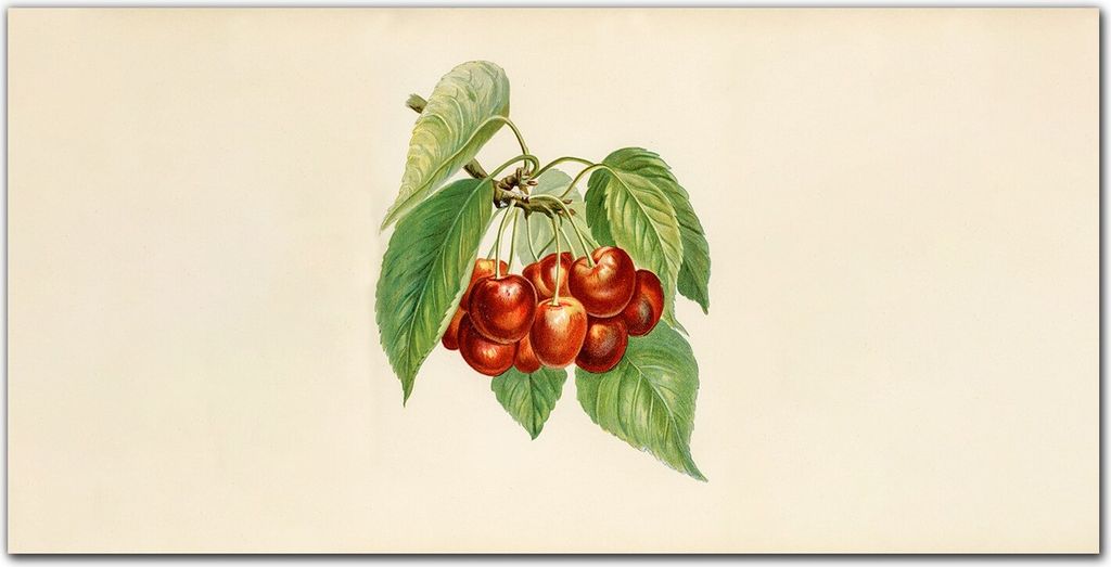Coloray Küchenrückwand 120x60 Spritzschutz aus Glas - Obst Kirsche Blätter Zweige