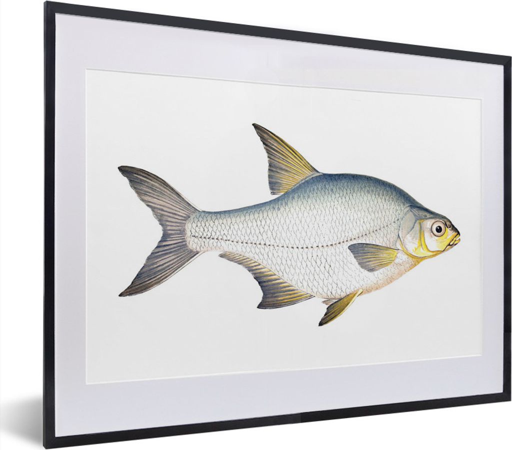 MuchoWow MuchoWow Gerahmtes Poster Fisch - Kolonie Realismus 40x30 cm - Poster mit zchwarzem Bilderrahmen - Bilderrahmen - Poster im Rahmen