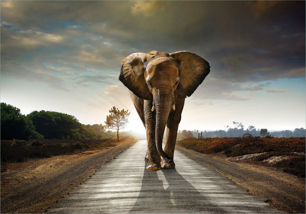 Wallario selbstklebendes Poster - Elefant bei Sonnenaufgang in Afrika, Größe: 70 x 100 cm