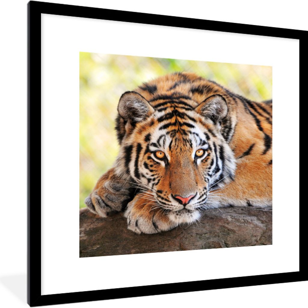 MuchoWow Gerahmtes Poster Tiger - Welpe - Rüssel 40x40 cm - Poster mit Schwarzem Bilderrahmen Wandposter Rahmen Foto Bilder - Poster - Plakat im...