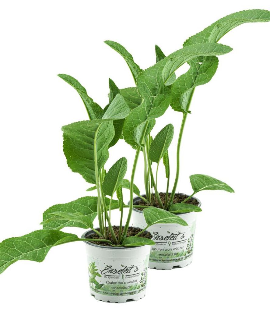 Enseleits 2er Set Meerrettich Pflanze, frische Kräuter Produktbild 
