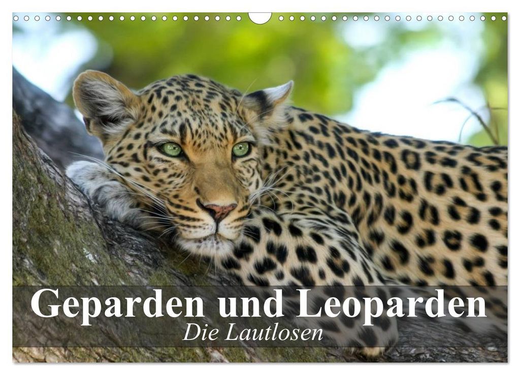 Die Lautlosen. Geparden und Leoparden (Wandkalender 2027 DIN A3 quer), CALVENDO Monatskalender