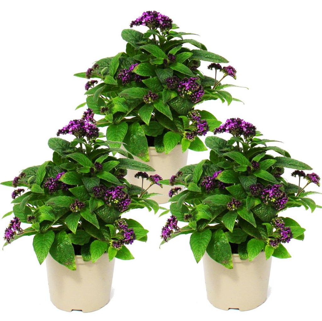 Vanilleblume - Heliotropium - 11cm - Set mit 3 Pflanzen Produktbild 