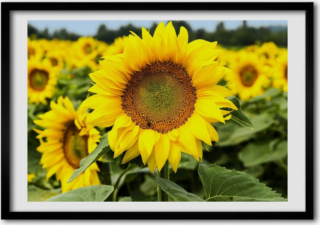 Bild - Bilderrahmen - 100 cm x 70 cm - MDF - Rahmen - Foto - Wandkunst Feld von Sonnenblumen