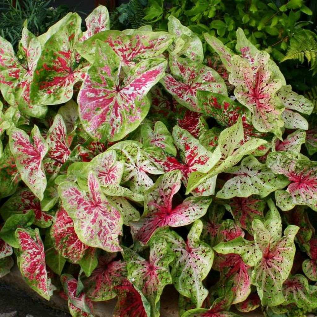 Caladium Knolle Buntblätter Buntwurz Kaladium Miss Muffet 1 St.