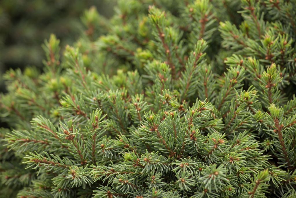 Picea glauca 'Echiniformis', Zwergfichte, kompakt, ca. 9x9 cm Topf
