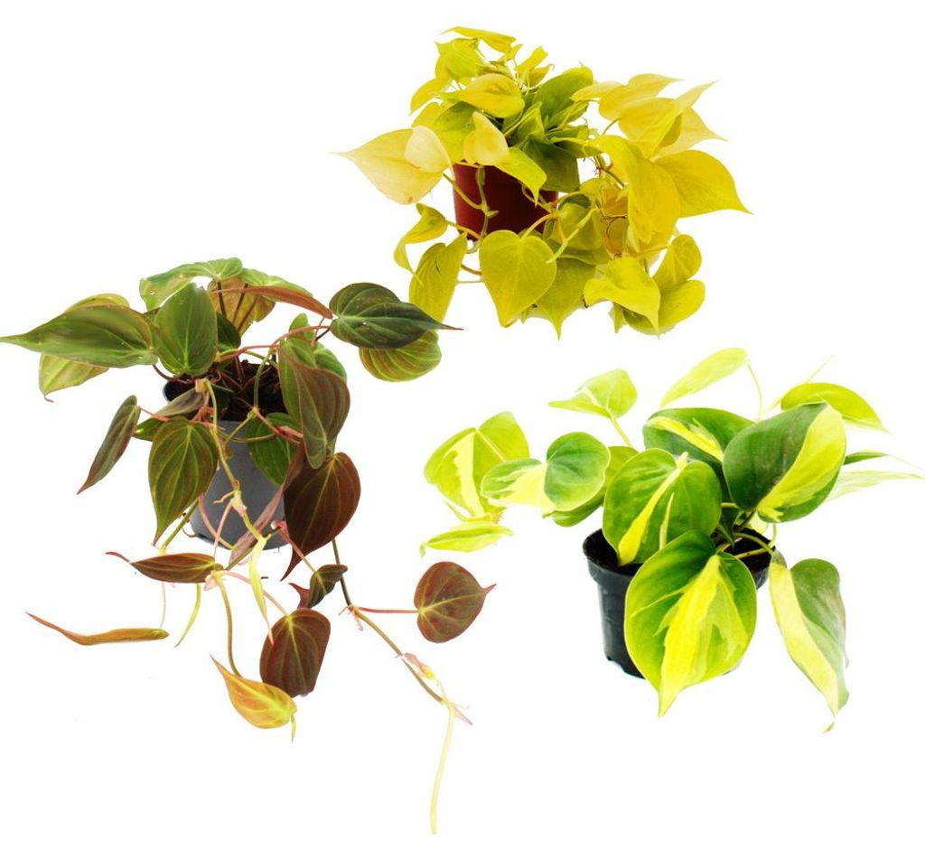 Zimmerpflanzen-Trio Rankende Baumfreunde Set mit 3 verschiedenen Philodendron-Arten micans scandens Lime scandens Brasil