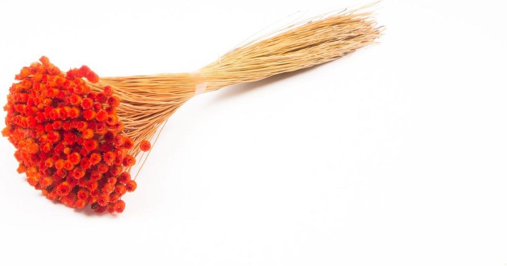 INNA-Glas Mittelmeer-Strohblume getrocknet AKALITI, orange, 40-55cm, Ø11cm - Getrockneter Strauß