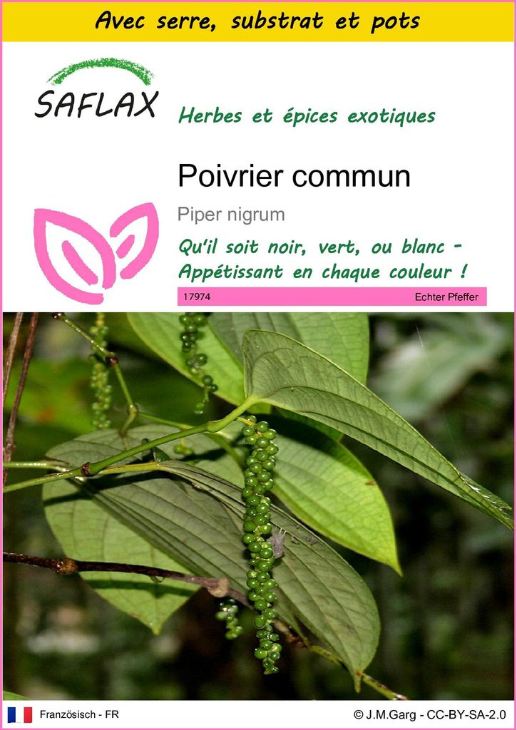 SAFLAX Ensemble de culture - Poivrier commun - 20 graines - Image du produit 