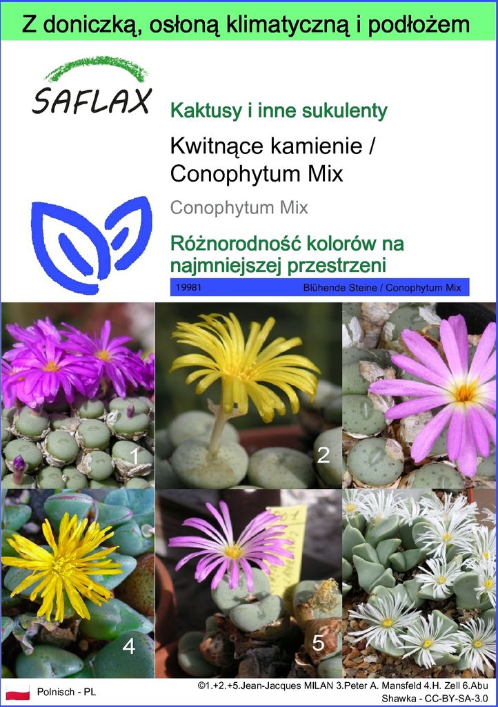 SAFLAX - Garden to go - Kwitnące kamienie / Conophytum Mix Zdjęcie produktu 
