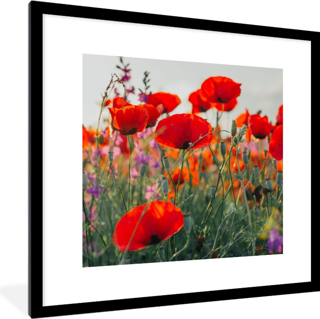 MuchoWow Gerahmtes Poster Mohn - Blumen - Rot - Lila - Wiese 40x40 cm - Poster mit Schwarzem Bilderrahmen Wandposter Rahmen Foto Bilder - Poster ...