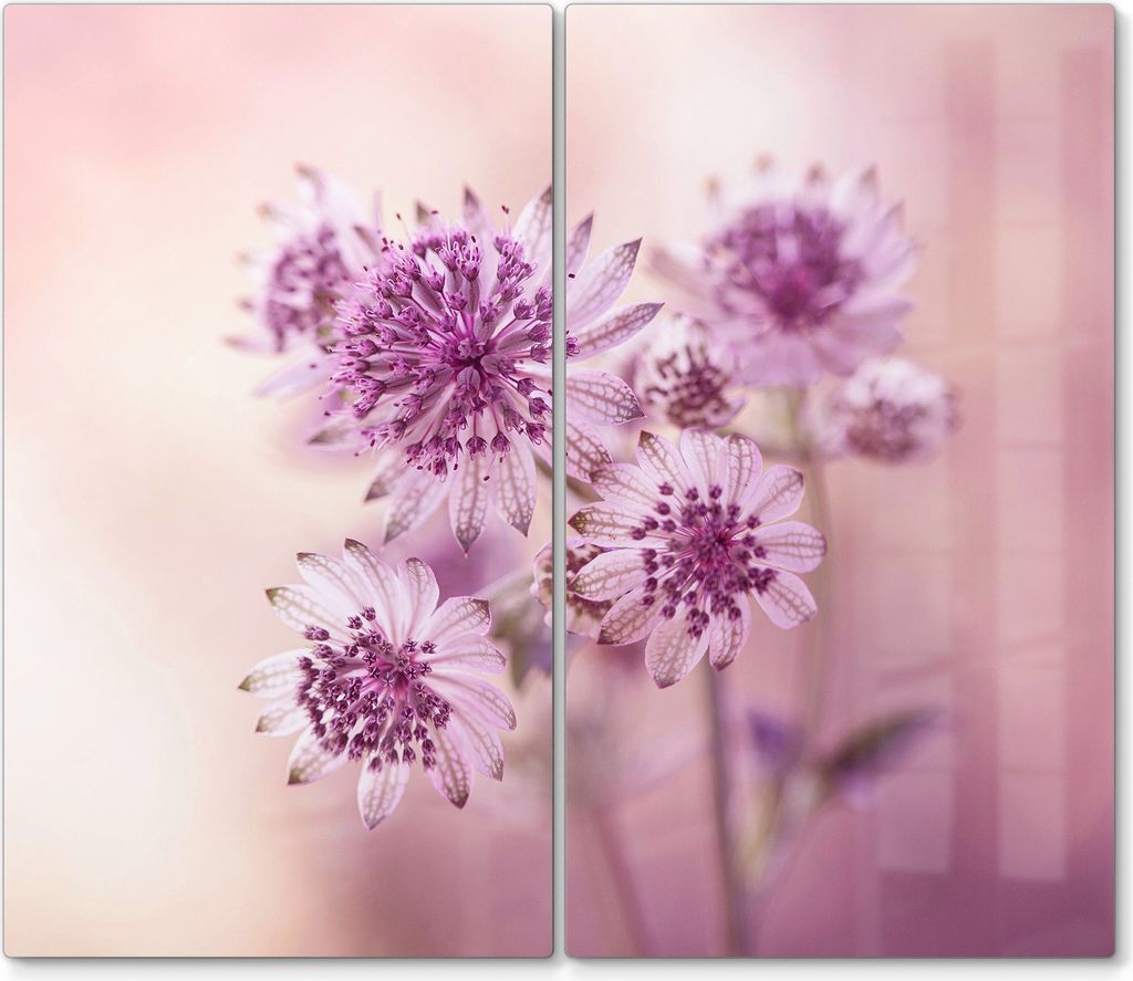 DEQORI Herdabdeckplatte Glas 2-tlg 'Lila Sterndolden' Abdeckplatte Küche Glaskeramikkochfeld Herd