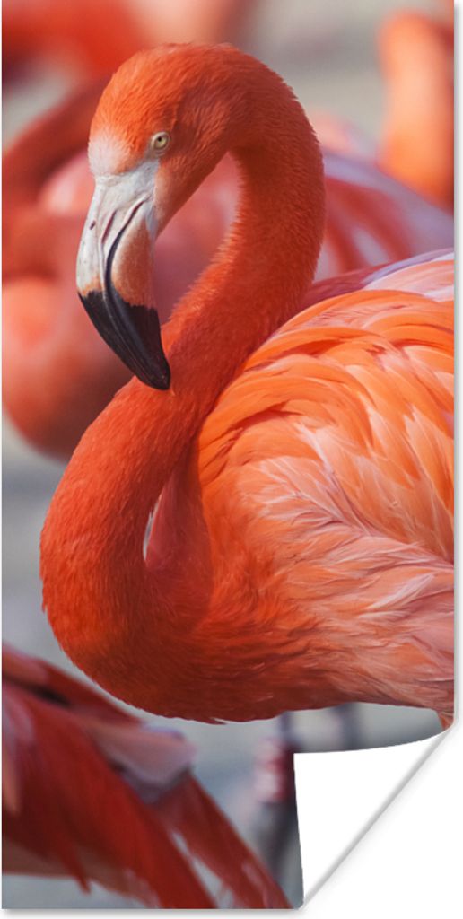 MuchoWow Poster Flamingo - Vogel - Tiere - Rosa 20x40 cm - Plakat - Foto