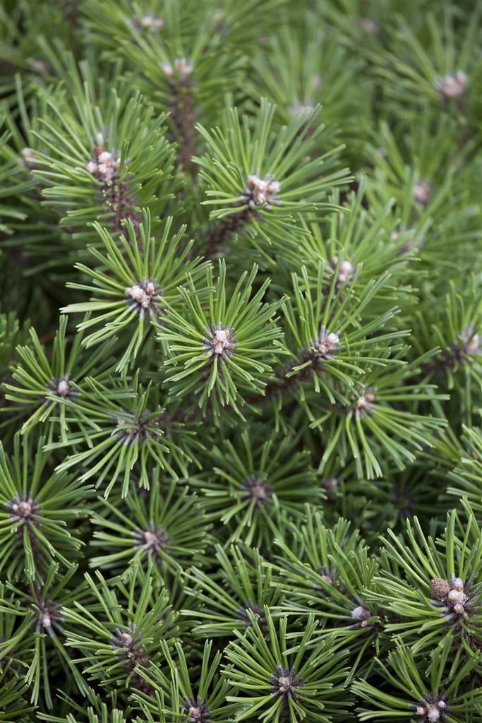 Pinus mugo 'Benjamin', Bergkiefer, kompakt, 12–15 cm