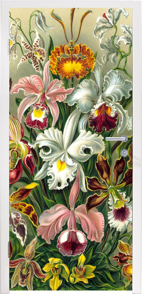 MuchoWow Türtapete Selbstklebende Türfolie Gestaltung - Blumen - Pflanzen - Ernst Haeckel 80x215 cm Türposter Türaufkleber Klebefolie Türkle...