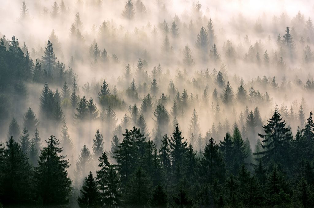 Muralo Fototapete Wald im Nebel 460 (B) x 300 (H) cm Vlies Tapete Wandtapeten Bäume Wohnzimmer Schlafzimmer moderne Wandbilder XXL Landschaft Pano...