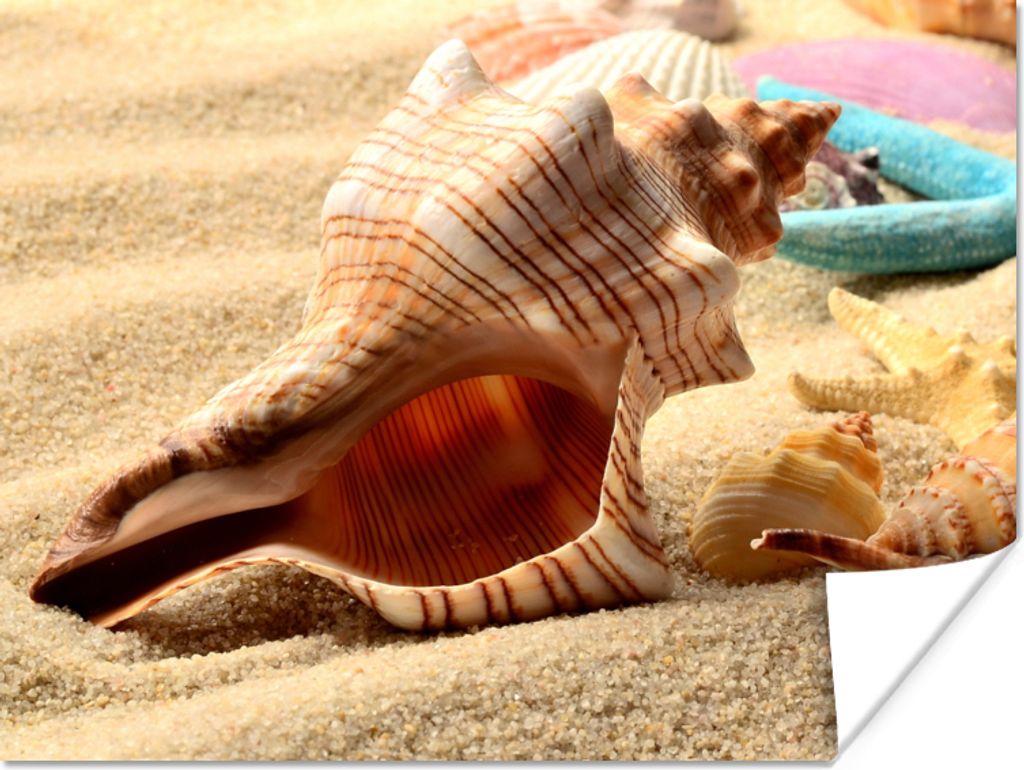 MuchoWow Poster Seesterne - Muscheln - Sand - Strand 120x90 cm - Wandbild