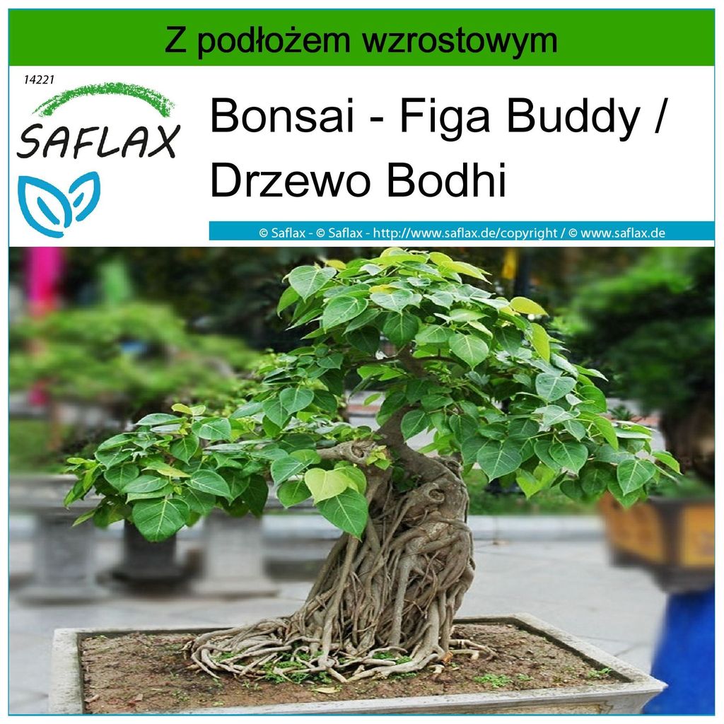 SAFLAX - Bonsai - Figa Buddy - 100 Nasiona - Z podoem