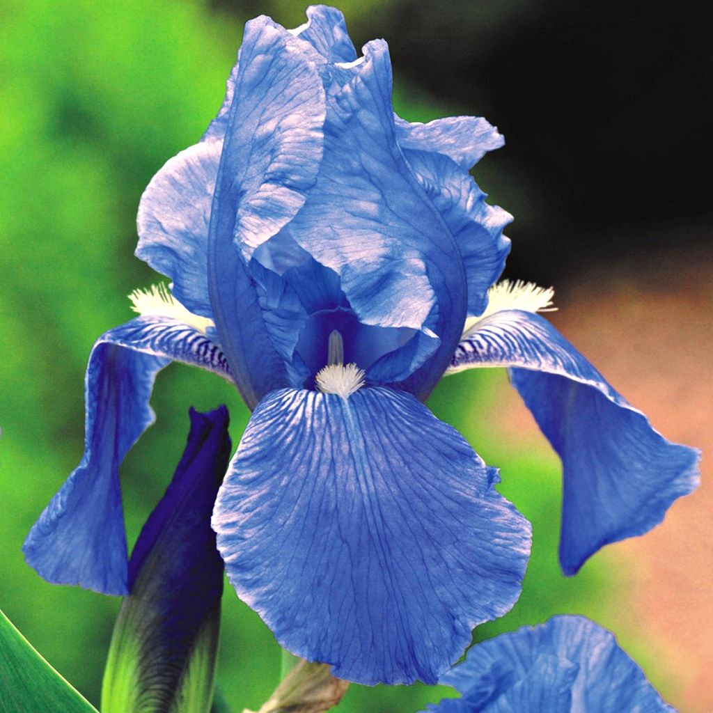 Iris Rhizom Staude Blüten Iris Germanica Deutsche Schwertlilie blau 1 St.