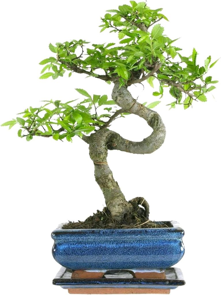 Drzewko Bonsai z Ceramiczną Doniczką -  Wiąz Chiński - Ok. Zdjęcie produktu 