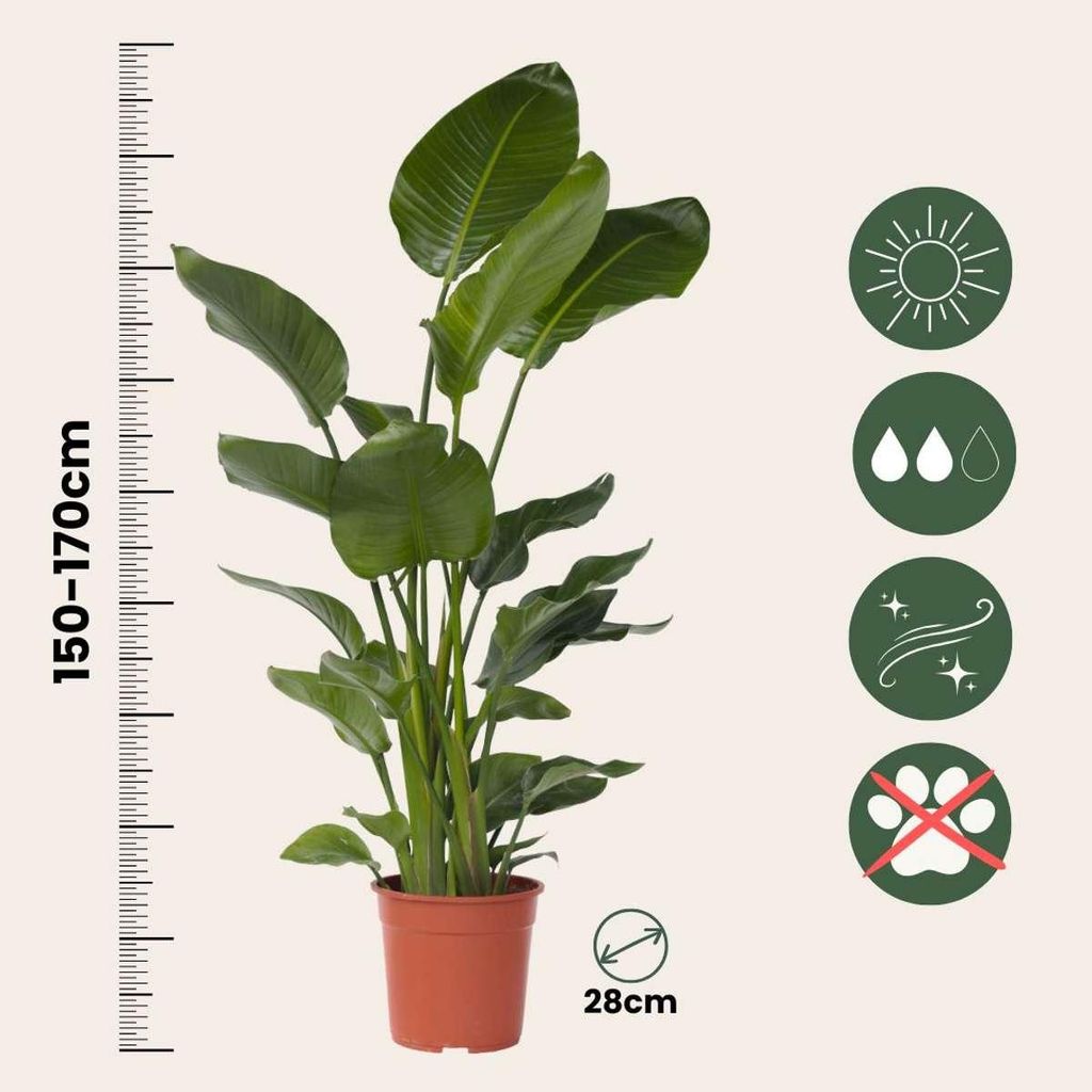 wisteria water plant Water Wisteria (Hygrophila Difformis) main image 0