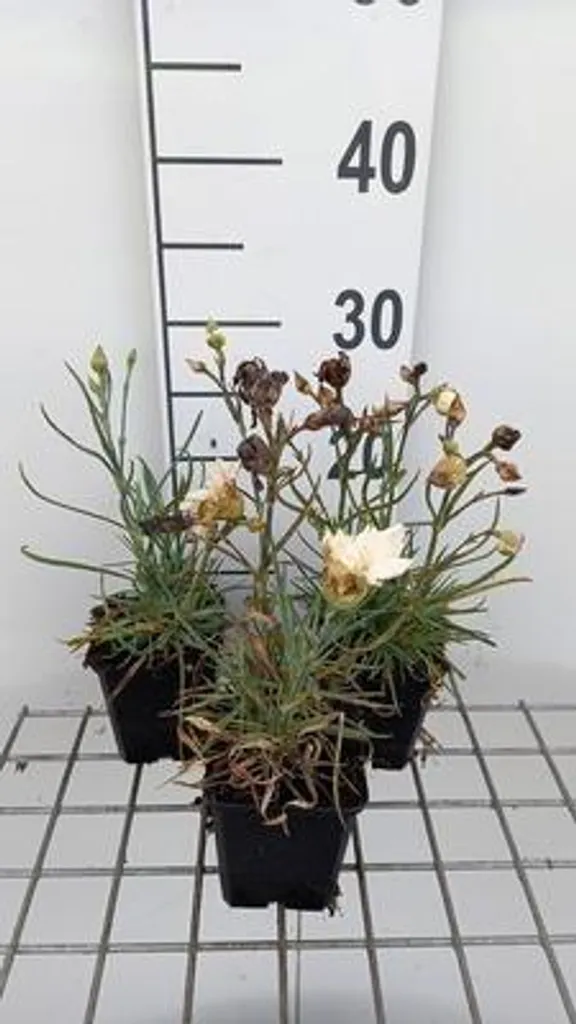 6 oeillets Devon Cream Dianthus en pot de 9cm pour bordure de jardin