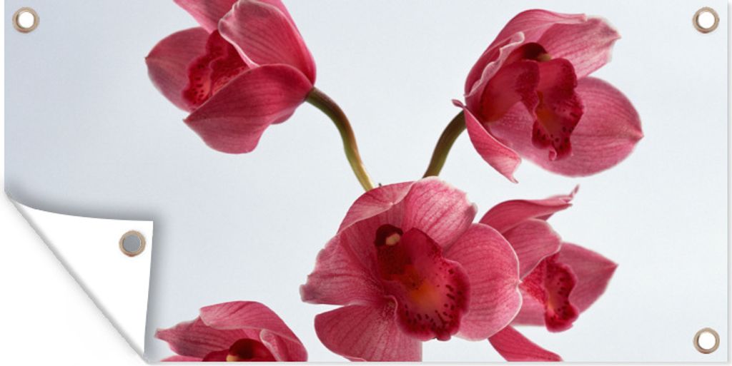 MuchoWow 60x30 cm Outdoor-Poster Gartendeko Sichtschutz Garten Poster für den Garten Rote Orchideen für einen hellen Hintergrund