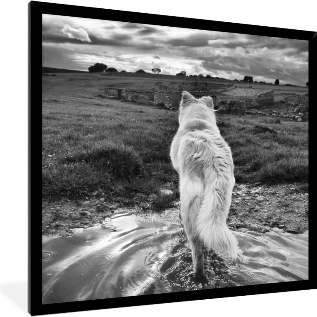 MuchoWow Gerahmtes Poster Wolf mit Blick auf die Landschaft in Schwarz und Weiß 40x40 cm - Poster mit Schwarzem Bilderrahmen Wandposter Rahmen F...