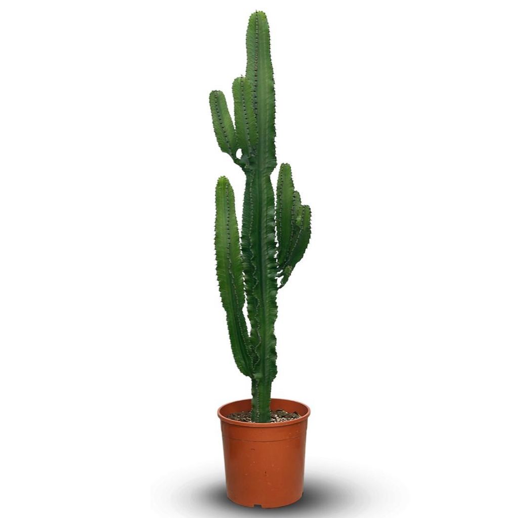 Euphorbe eritrea - cowboy cactus - ↕ 170-190 cm - ⌀ 30 cm - Image du produit 