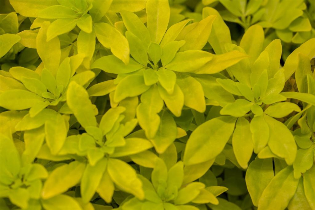 Choisya ternata 'Sundance' -R-, Mexikanische Orangenblume, gelbgrün, 40–60 cm