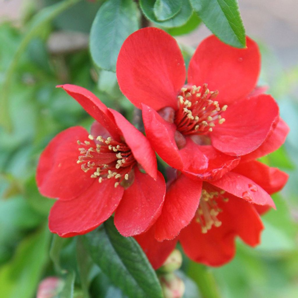 2 x Zierquitte - Chaenomeles superba 'Crimson And Gold' | 30-40 cm in Container