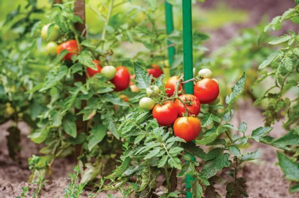 Support de croissance 180cm pour plantes grimpantes et tomates en acier - 6