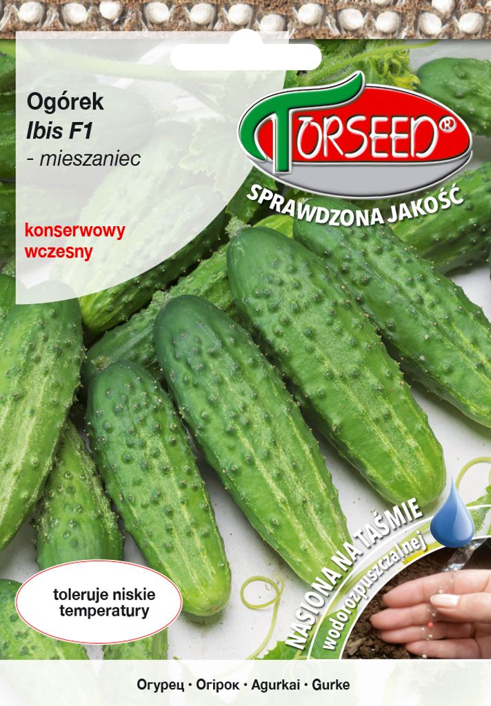 Saatgut Boden Gurke Ibis F1 Tape 40pcs - Torseed