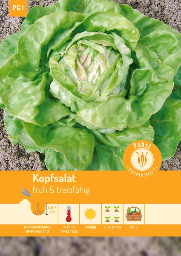 Artikelbild 1 von 'Kopfsalat Maikönig' aus der Kategorie Kopfsalatsamen