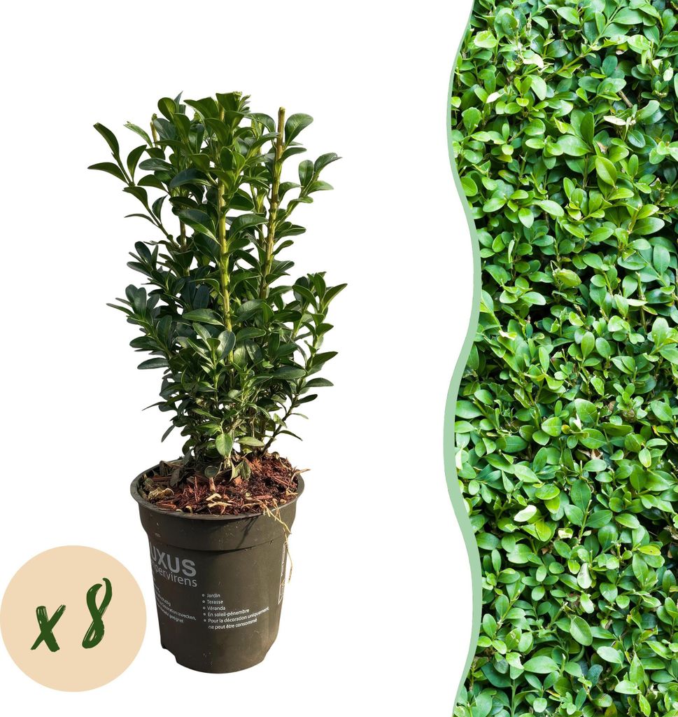 GreenboutiQ - Heckenpflanzen - Buxus sempervirens - Blatt grün - 8 Pflanzen - 1 laufender Meter - immergrün - Topf 9cm Höhe 20-25cm