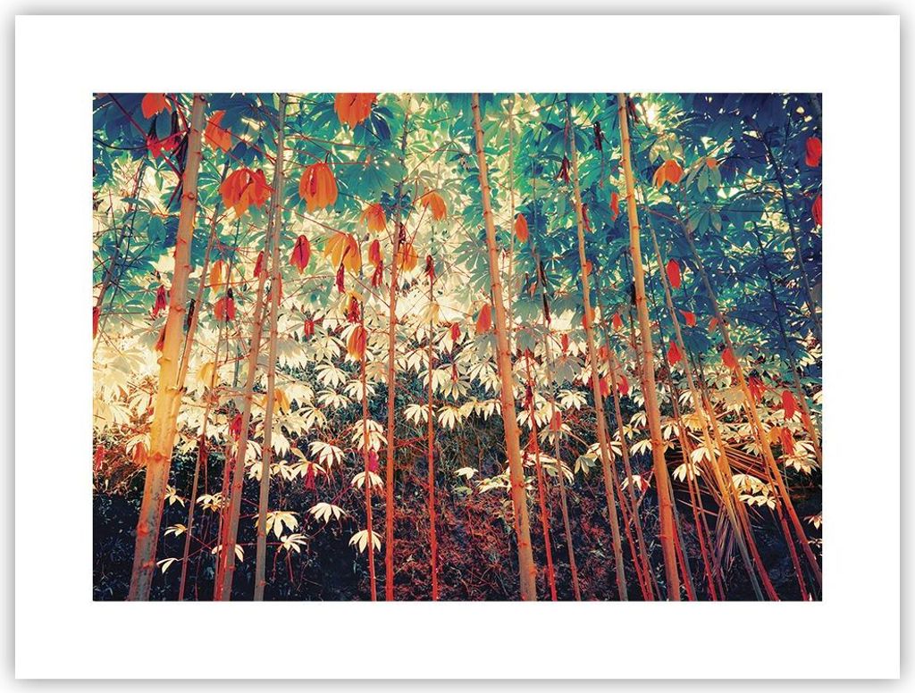 Poster - Poster ohne Rahmen - Pflanzen tropisch orange - 40x30 cm - Wand Bild - Wanddeko - Wandbilder - Kunstposter - Wandposter - Bilder - Kunstdr...