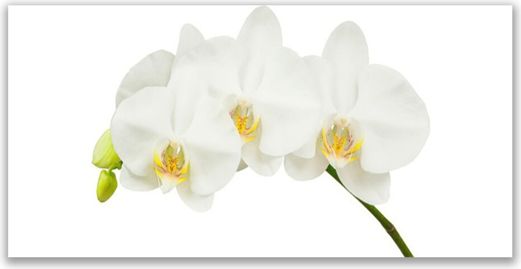 Küchenrückwand aus Glas 140x70cm Spritzschutz Blumen Pflanzen