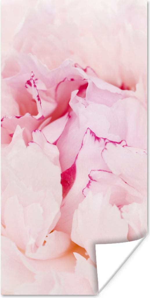 MuchoWow Poster Nahaufnahme einer dichten rosa Pfingstrose 75x150 cm - Dekoration für die Wände