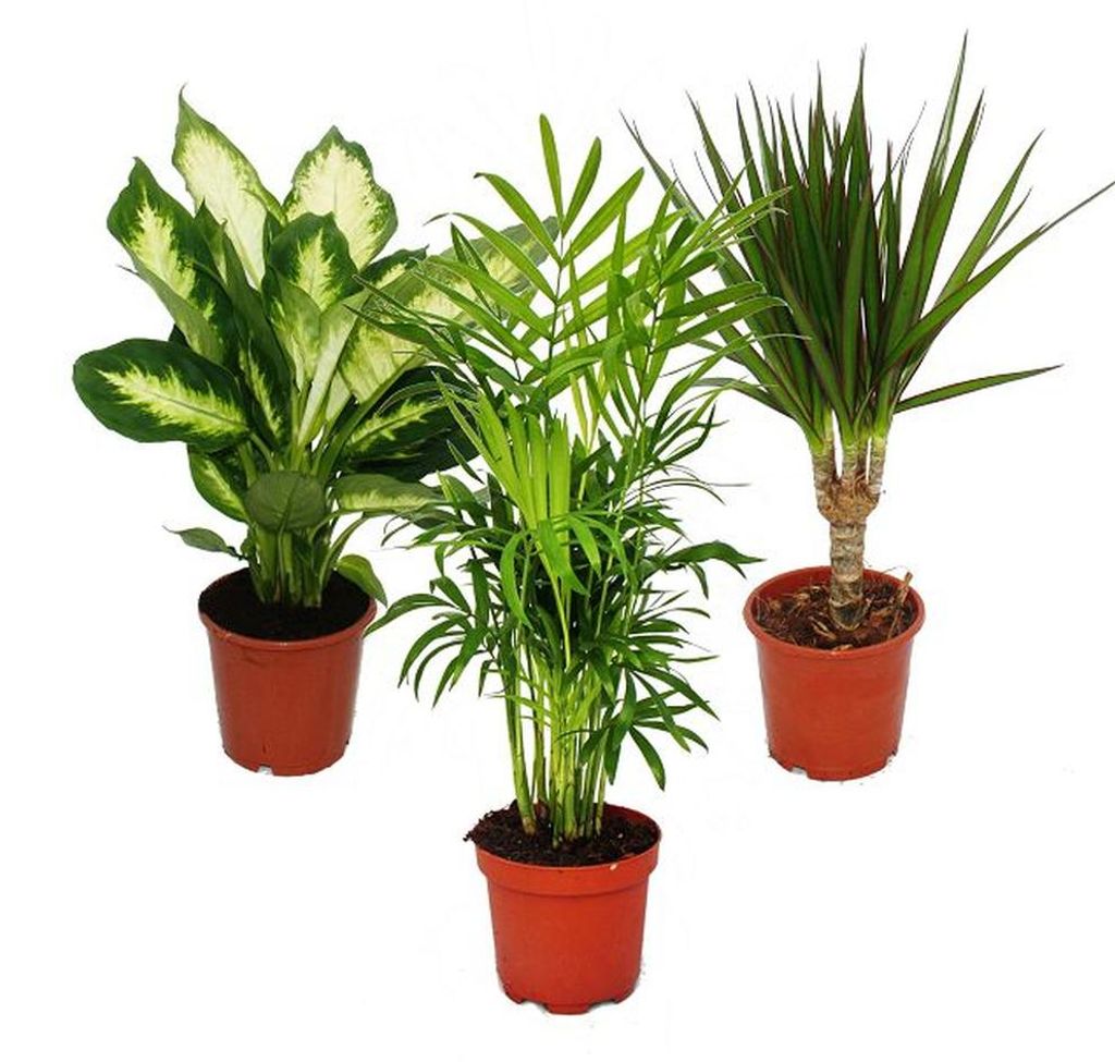 Exotenherz -Zimmerpflanzen-Set Dieffenbachia Chamaedorrea elegans- Dracaena marginata 3 Pflanzen pflegeleicht luftreinigend 12cm Topf