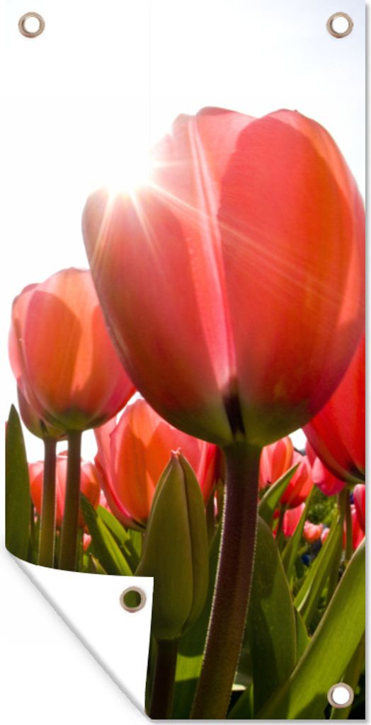 MuchoWow 80x160 cm Outdoor-Poster Gartendeko Sichtschutz Garten Poster für den Garten Blumen - Tulpen - Sonne